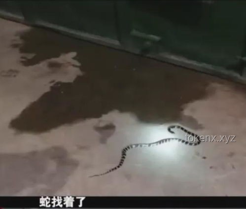 三亚女子被咬身亡救治案例研究：未提蛇咬成关键细节